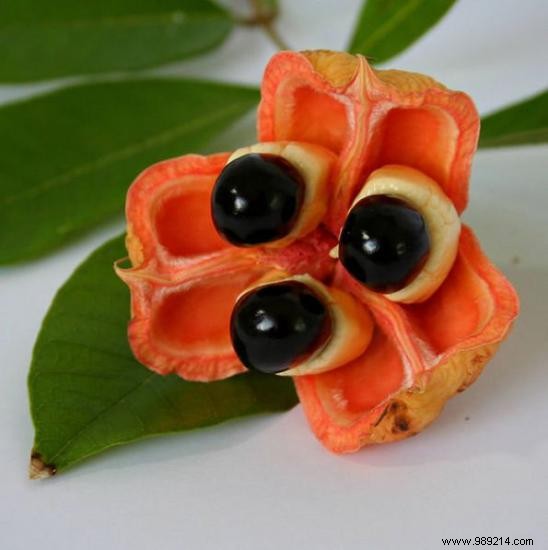 Discover 20 Rare Exotic Fruits from Around the World