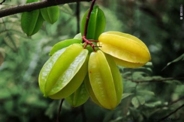 Discover 20 Rare Exotic Fruits from Around the World