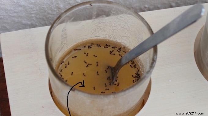Simple Water Moat Trick to Keep Ants Out of Honey, Jam, and Nutella
