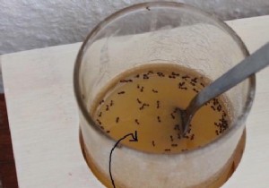 Simple Water Moat Trick to Keep Ants Out of Honey, Jam, and Nutella