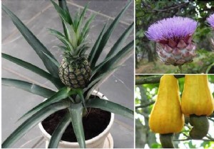 Discover How Your Favorite Fruits, Vegetables, and Spices Grow on the Plant – Stunning Farm-to-Table Photos