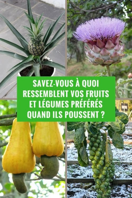 Discover How Your Favorite Fruits, Vegetables, and Spices Grow on the Plant – Stunning Farm-to-Table Photos