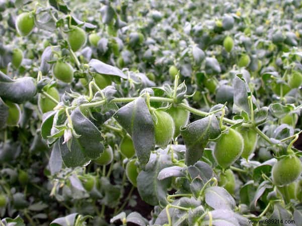 Discover How Your Favorite Fruits, Vegetables, and Spices Grow on the Plant – Stunning Farm-to-Table Photos