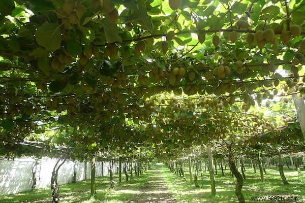 Discover How Your Favorite Fruits, Vegetables, and Spices Grow on the Plant – Stunning Farm-to-Table Photos