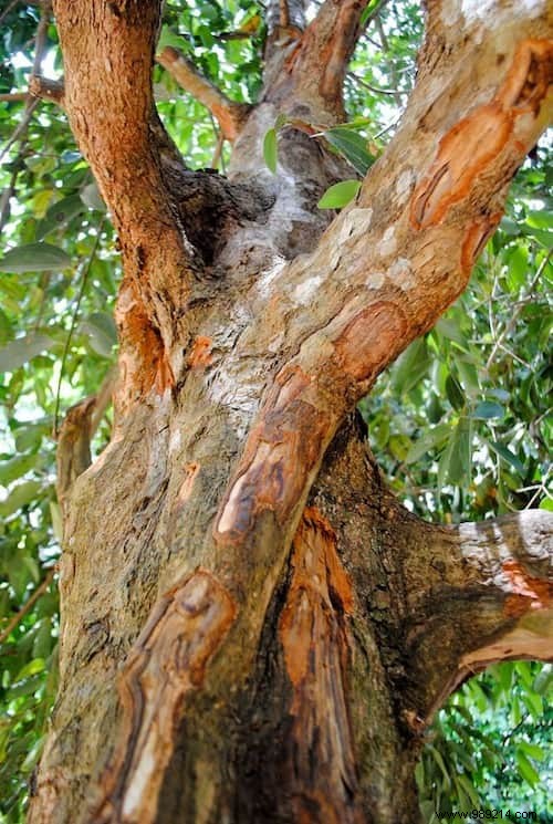 Discover How Your Favorite Fruits, Vegetables, and Spices Grow on the Plant – Stunning Farm-to-Table Photos