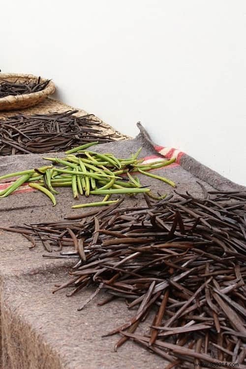 Discover How Your Favorite Fruits, Vegetables, and Spices Grow on the Plant – Stunning Farm-to-Table Photos