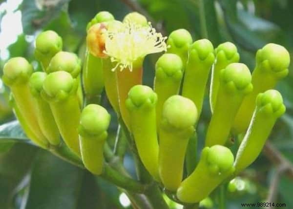 Discover How Your Favorite Fruits, Vegetables, and Spices Grow on the Plant – Stunning Farm-to-Table Photos