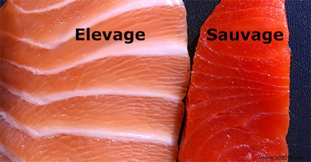 The Risks of Farmed Salmon: Expert Insights on Toxicity and Why Wild May Be Safer