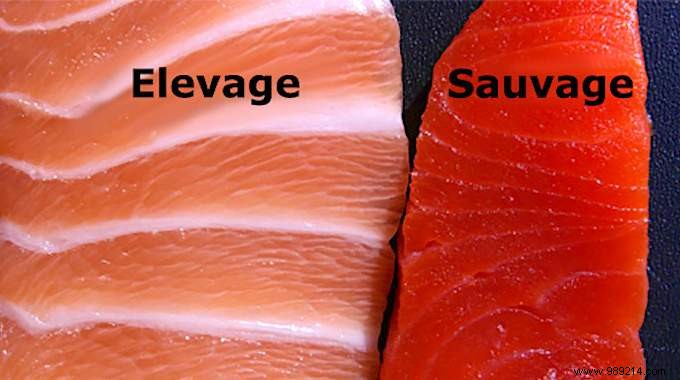 The Risks of Farmed Salmon: Expert Insights on Toxicity and Why Wild May Be Safer