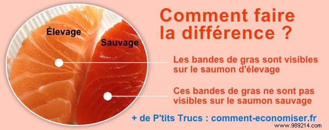 The Risks of Farmed Salmon: Expert Insights on Toxicity and Why Wild May Be Safer