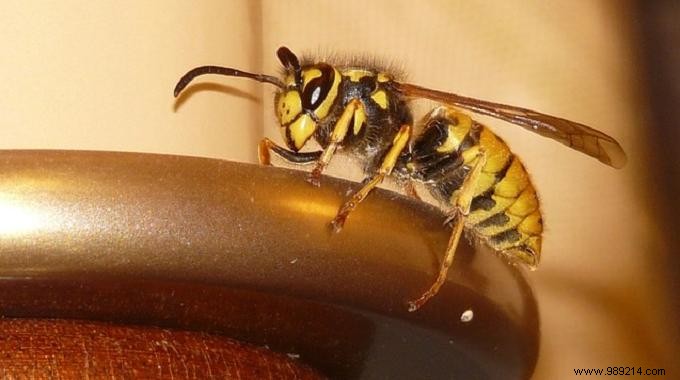 3 Proven Home Remedies for Fast Wasp Sting Relief