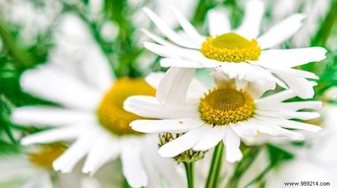 Athlete-Approved Chamomile Bath: Natural Relief for Post-Workout Body Aches