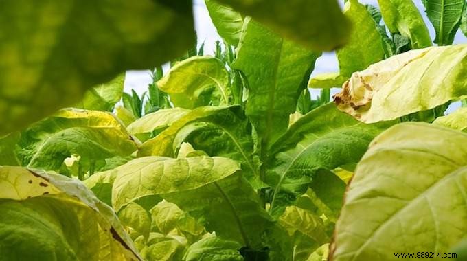 Purify Oily Skin on the Go: Rolling Papers as a Mattifying Wipe Alternative