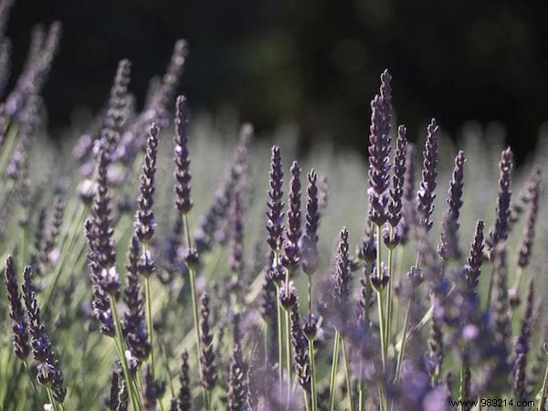 My Luxurious At-Home Spa Routine for Radiant Holiday Skin