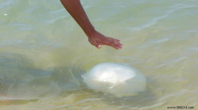 How to Spot, Avoid Jellyfish, and Treat Stings Effectively