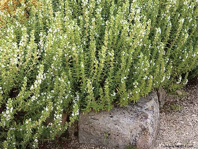 Natural Thyme Inhalation: My Proven Home Remedy for Sinus Relief