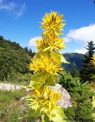 A Simple Gentian Trick to Naturally Restore Your Appetite