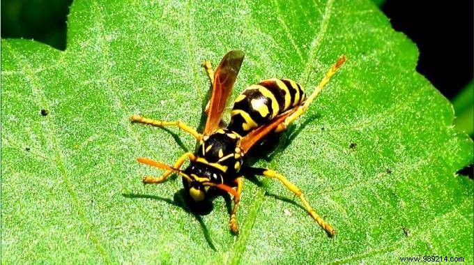 Quick, Safe Home Remedies for Bee and Wasp Sting Relief