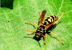 Quick, Safe Home Remedies for Bee and Wasp Sting Relief