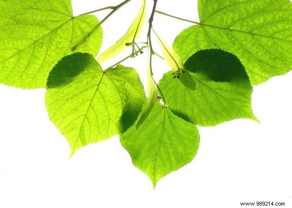 Natural Linden Bath Remedy: Soothe Chickenpox Itch Effectively