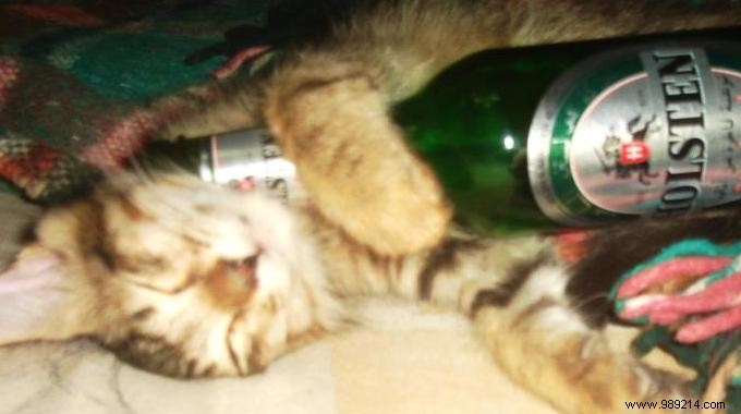 Beat Your Hangover Naturally: A Science-Backed Spinach Salad Recipe