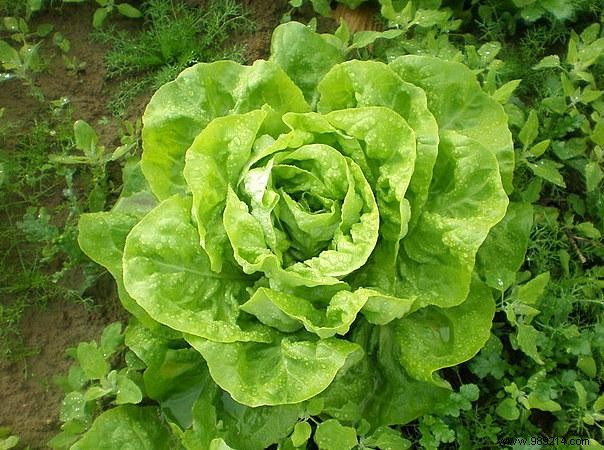 Soothe Liver Discomfort Naturally: The Power of Lettuce Juice