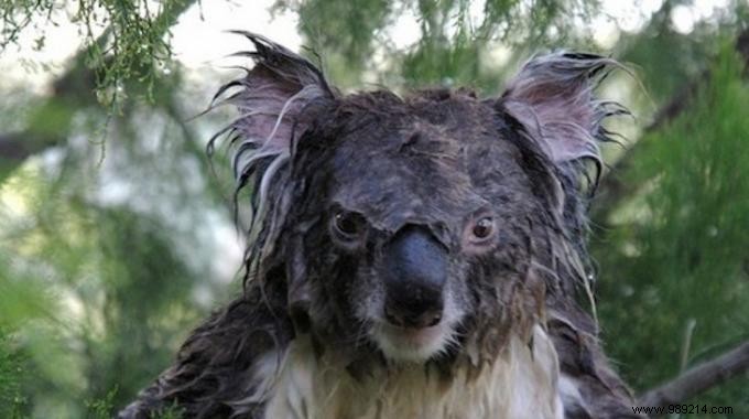 2-Minute DIY Conditioner: Grandma s Fabric Softener Hack for Dry Hair