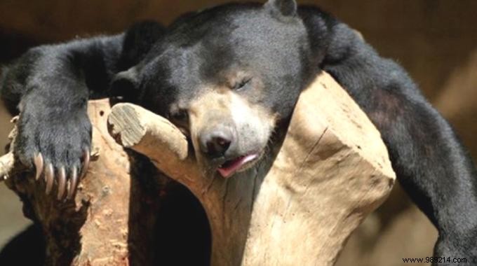 Honey: A Delicious Natural Remedy for Hangover Relief