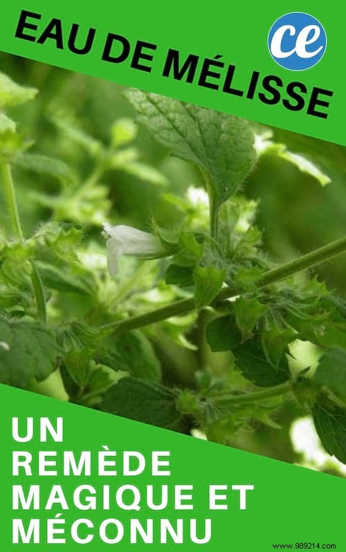 Lemon Balm Water: A Time-Honored Herbal Remedy for Stress, Digestion, and Wellness