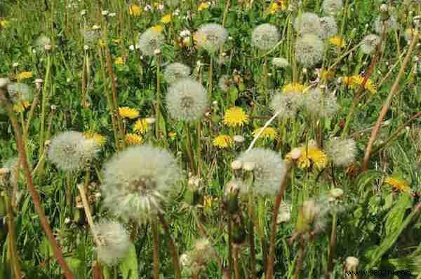7 Proven Natural Remedies for Hay Fever Relief: Time-Tested Grandma s Wisdom