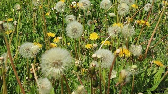 7 Proven Natural Remedies for Hay Fever Relief: Time-Tested Grandma s Wisdom