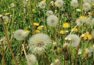 7 Proven Natural Remedies for Hay Fever Relief: Time-Tested Grandma s Wisdom