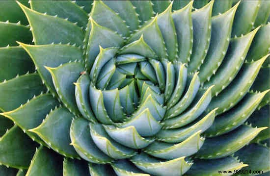 10 Time-Tested Homemade Shampoo Recipes for Chemical-Free Hair Care