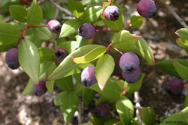 9 Time-Tested Grandma s Remedies for Effective Cough Relief