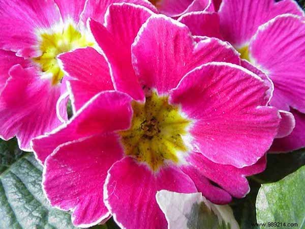 9 Time-Tested Grandma s Remedies for Effective Cough Relief