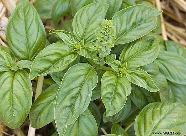 9 Time-Tested Grandma s Remedies for Effective Cough Relief