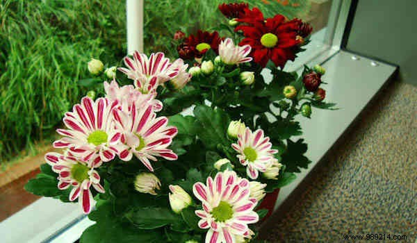 9 Tough, Air-Purifying Houseplants That Thrive on Neglect – NASA-Proven Picks