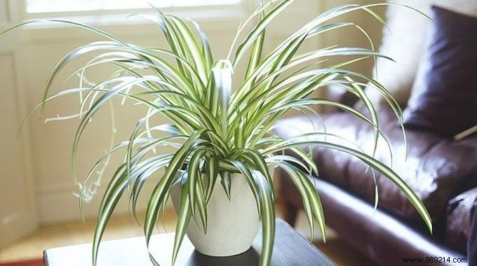 9 Tough, Air-Purifying Houseplants That Thrive on Neglect – NASA-Proven Picks