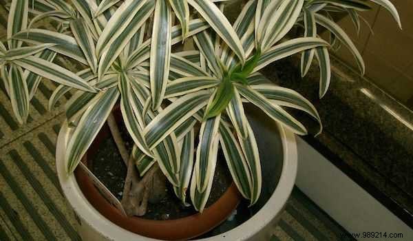 9 Tough, Air-Purifying Houseplants That Thrive on Neglect – NASA-Proven Picks