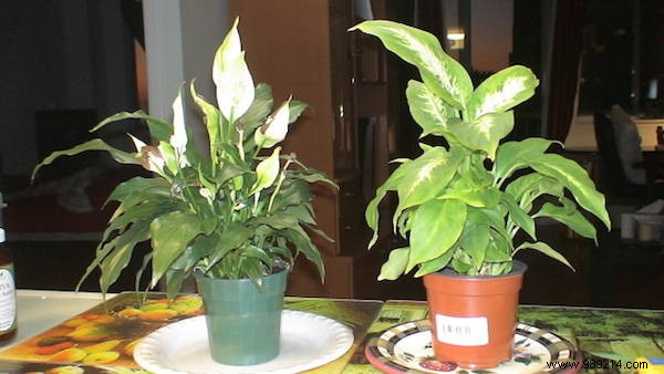 9 Tough, Air-Purifying Houseplants That Thrive on Neglect – NASA-Proven Picks