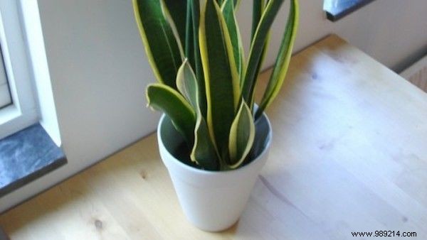 9 Tough, Air-Purifying Houseplants That Thrive on Neglect – NASA-Proven Picks