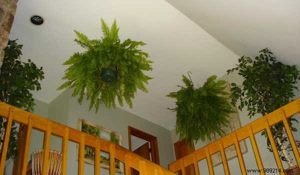 9 Tough, Air-Purifying Houseplants That Thrive on Neglect – NASA-Proven Picks