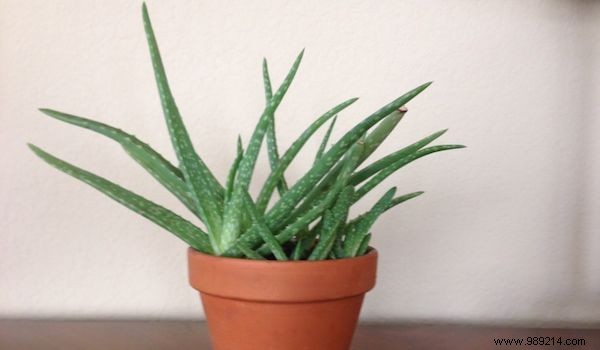 9 Tough, Air-Purifying Houseplants That Thrive on Neglect – NASA-Proven Picks