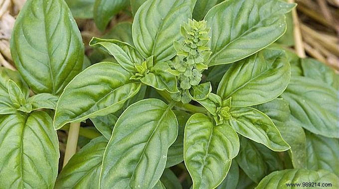 3 Surprising Basil Benefits for Beauty, Health, and Well-Being