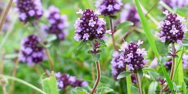 63 Proven Medicinal Plants for Natural Healing: Uses, Benefits, and Precautions