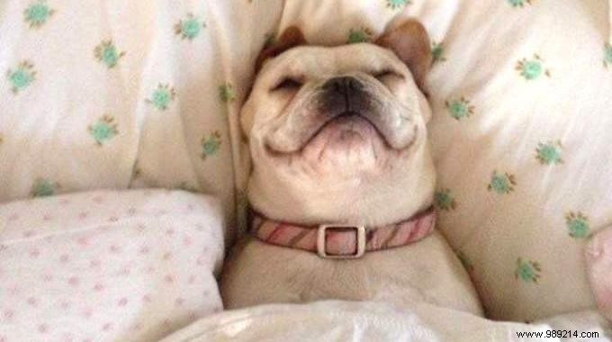 Unlock Sweeter Dreams Tonight: The Power of Apple Juice Before Bed