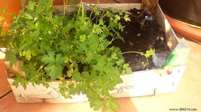 Grow a Thriving Vegetable Garden for Free Using Kitchen Scraps – My Proven DIY Method