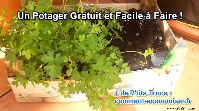 Grow a Thriving Vegetable Garden for Free Using Kitchen Scraps – My Proven DIY Method