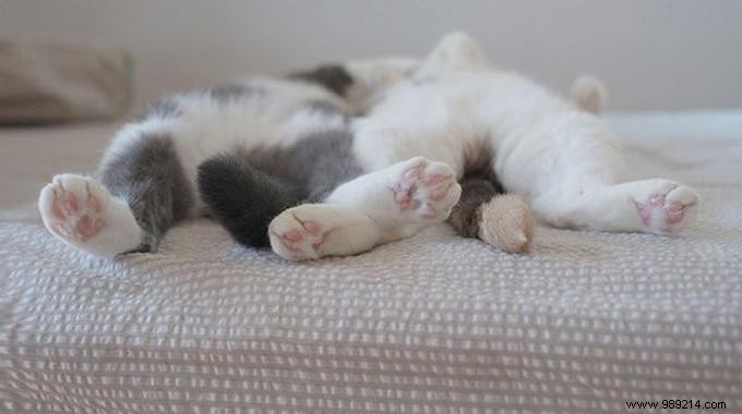 Best Sleeping Positions for Better Rest: Expert Guide to Relieve Pain and Snoring