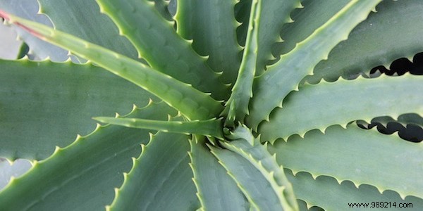 40 Proven Uses of Aloe Vera for Skin, Hair, Digestion, and Overall Wellness